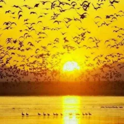 صورة احمد العلو