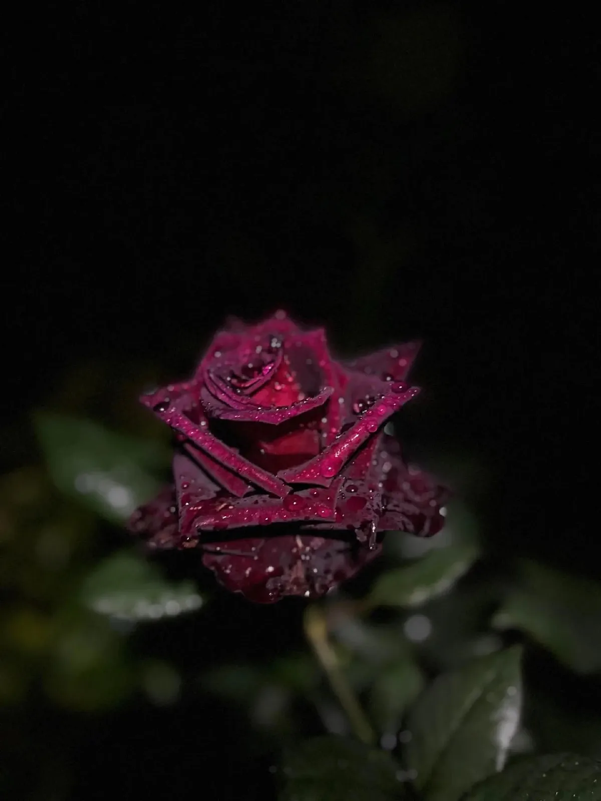 عن السعار التي تجعل السوري يهاجر الا جهنم الحمرة اتقو الله عز وجل — صورة 1