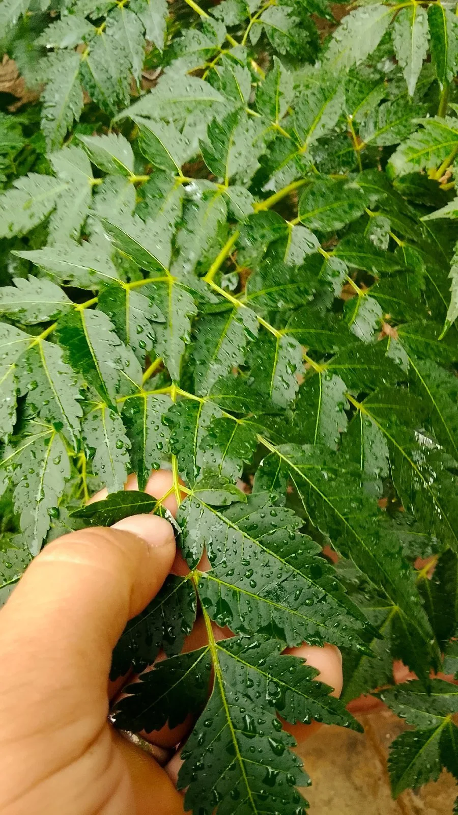مطلوب هاتف S23 مستعمل بسعر رخيص — صورة 1