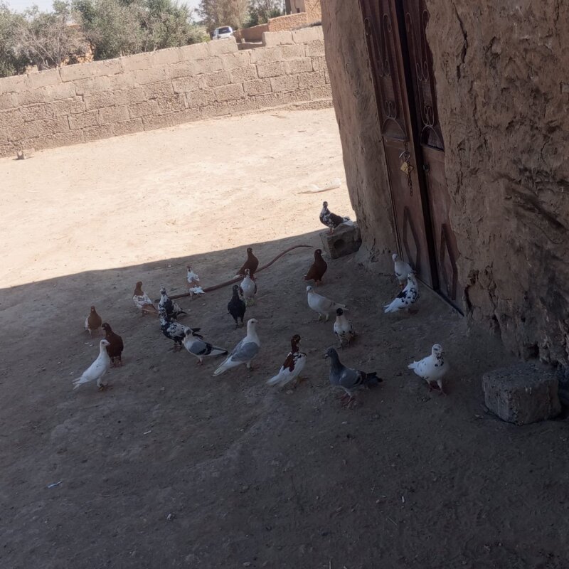 طيور كش فحولة مخاليف  عدد 21 طير موجودات ريف الدير البصيرة